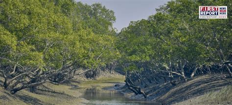 Air Pollution Threat to Mangrove Forests in India