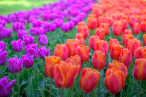 Premium Photo | Field with red tulips in the netherlands