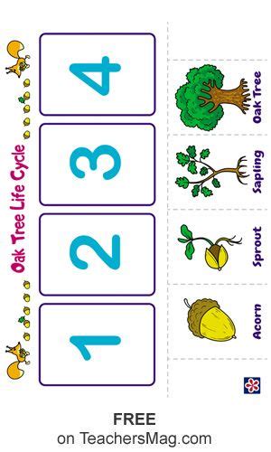 Oak Tree Life Cycle Worksheet | Tree life cycle, Fall preschool ...