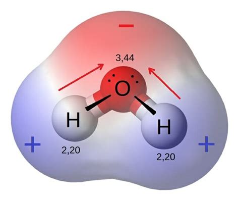 Polar Molecule - Definition and Examples | Biology Dictionary