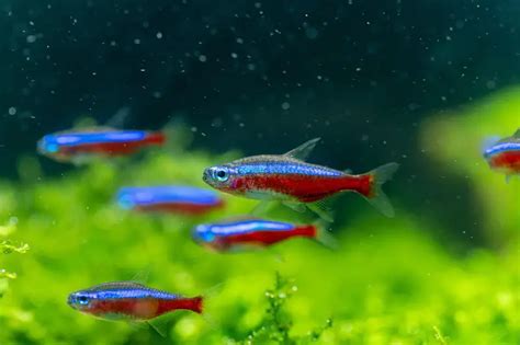 Nano Fish Species | Fishkeeping World