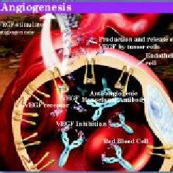 1. Angiogenesis Inhibitors: Cellular Targets and Stage of Clinical... | Download Table