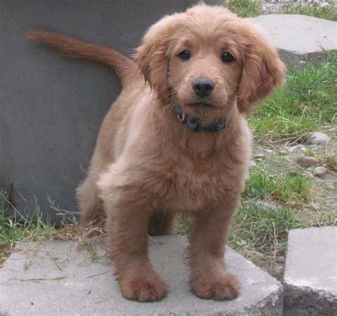 Oh my! A Golden Puppy forever...HEAVEN!!!!! | Retriever puppy, Gouden ...