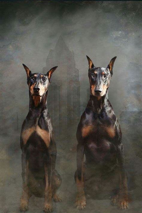 Doberman dogs | Doberman pinscher dog, Doberman dogs, Scary dogs