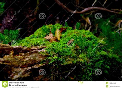 Moss in the wildlife stock photo. Image of green, environmental - 102305488