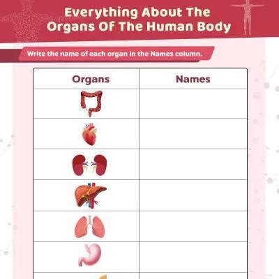 Organs Of the Human Body Worksheet