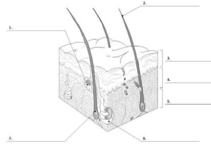 Skin Labeling Diagram | Quizlet