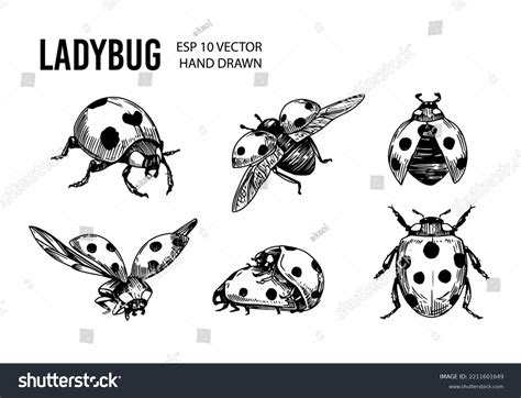 204,600 Ladybug Images, Stock Photos & Vectors | Shutterstock