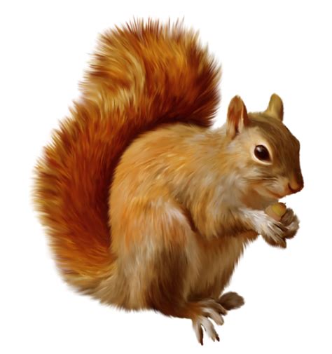 Squirrel PNGs for Free Download