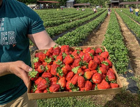 Strawberry Farms in the Triangle with U-Pick, Pre-picked, and Curbside Pickup - Best of the Bull