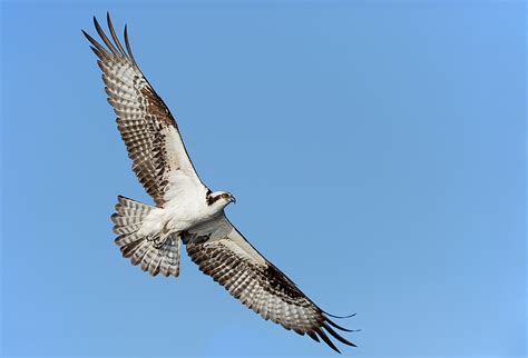 Room For One More at the Osprey Inn « Arthur Morris/BIRDS AS ART