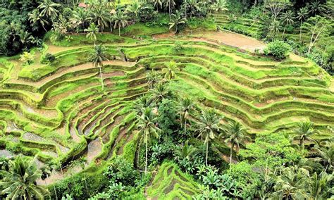 Tegallalang Rice Terrace Bali | Ubud Tegalalang Rice Paddy View