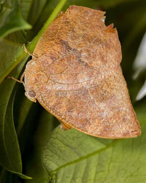 Leafwing Butterfly stock image. Image of doleschallia - 17041759