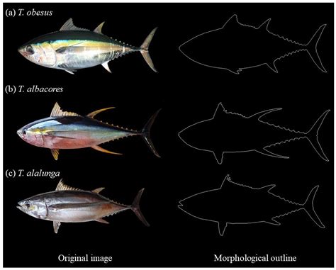 Fishes | Free Full-Text | Automated Identification of Morphological ...