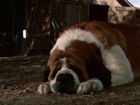 12 Movies Where the Dog Dies And We’re Okay With It