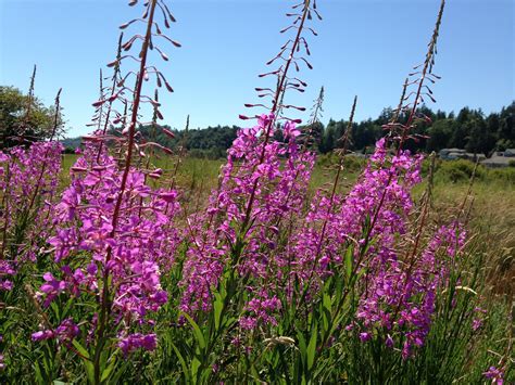 Fireweed Seeds — Ravensong Seeds & Herbals