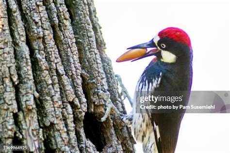 471 Acorn Woodpecker Stock Photos, High-Res Pictures, and Images - Getty Images