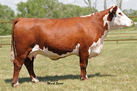 Breed Spotlight: Hereford Cattle | Livestock Nerd