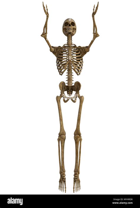 Human Skeleton full body isolated on white Stock Photo - Alamy