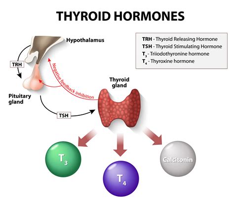 Thyroid Gland Hormones And Functions