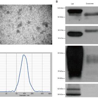 Characterization and quantification of exosomes. (A) The representative... | Download Scientific ...