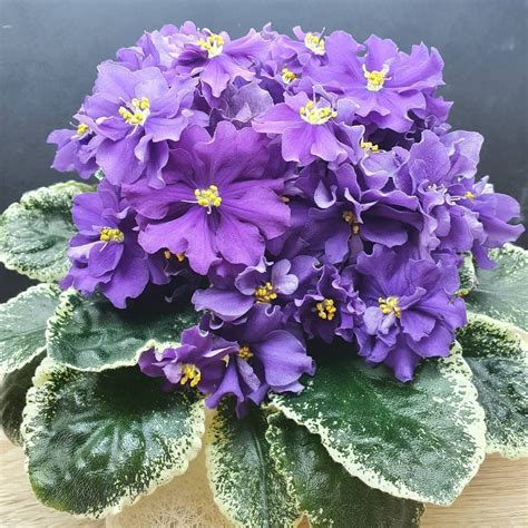 Ohhhh! Look at this purple LF-Flagman grown by @fialkaway ⁣ | African violets, House plants ...