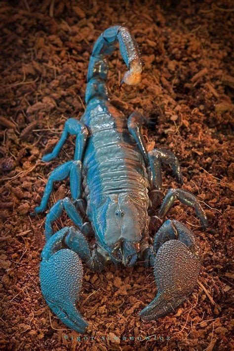 Alacrán Emperador Azul | Scorpion, Animal tattoos, Bugs and insects