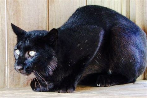 Melanistic ... Black Bobcat | MELANISTIC MAMMALS | Pinterest