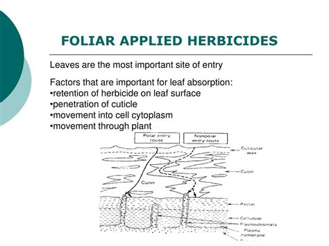 PPT - Herbicide Mode of Action PowerPoint Presentation, free download ...