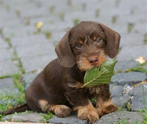 43 best Chocolate Dachshunds images on Pinterest | Dachshund dog, Dachshunds and Doggies