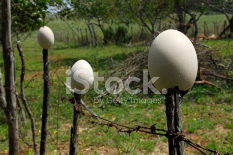 Rhea Bird Eggs Stock Photos - FreeImages.com