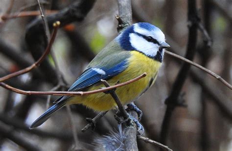 Blue Tit Bird Branch - Free photo on Pixabay - Pixabay