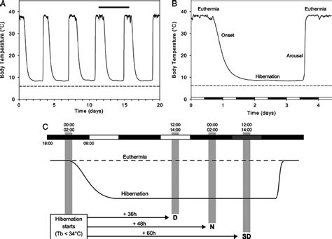 European hamster’s hibernation pattern and experimental paradigm. ( A ...