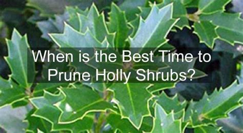 When Is The Best Time To Prune Holly Shrubs