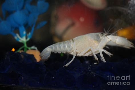 Albino Lobster Photograph by Barbra Telfer