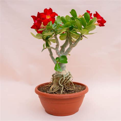 Adenium obesum 757F | Rare plants CactusMania