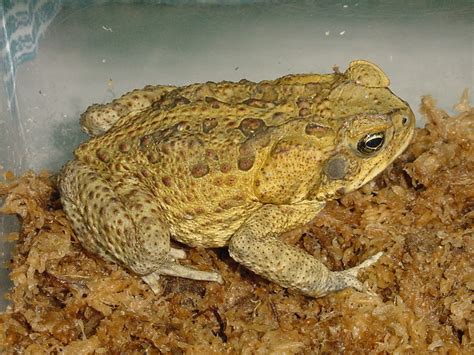 Cane Toad - The Australian Museum