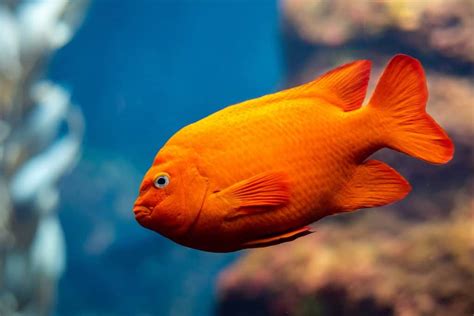 Garibaldi Fish (Hypsypops rubicundus): Ultimate Care Guide - Fish ...