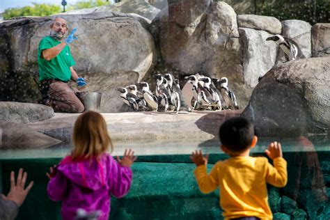 Get up close (and underwater) with the penguins at their new Denver Zoo ...