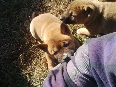 the ferocious bush dingo has captured her prey! | Country critters ...