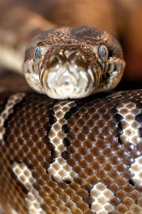 African Rock Pythons - Are They Good Pets?