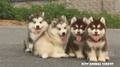 Are Malamute Puppies Fluffy