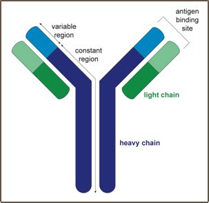 Generation of B-cell / antibody diversity | British Society for Immunology