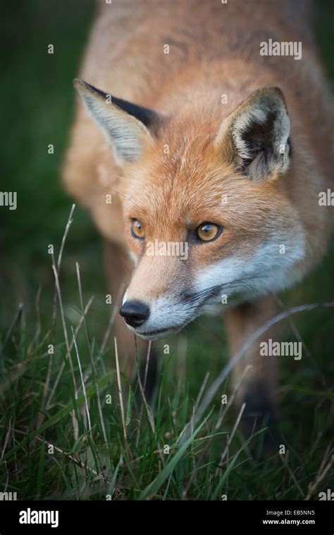 Male red fox stalking prey Stock Photo - Alamy