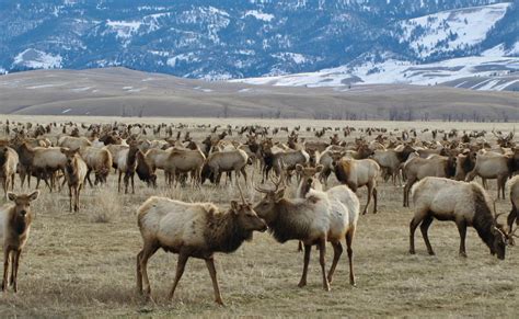 Why CWD Striking Jackson Hole Elk Is A Big Deal