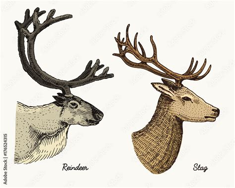 reindeer and stag deer vector hand drawn illustration, engraved wild ...