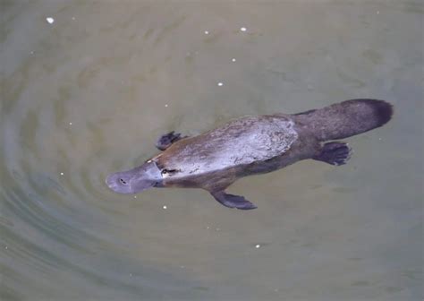 Platypus Behavior - AnimalBehaviorCorner