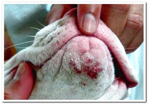 Canine acne - Causes and treatment - Dogsis