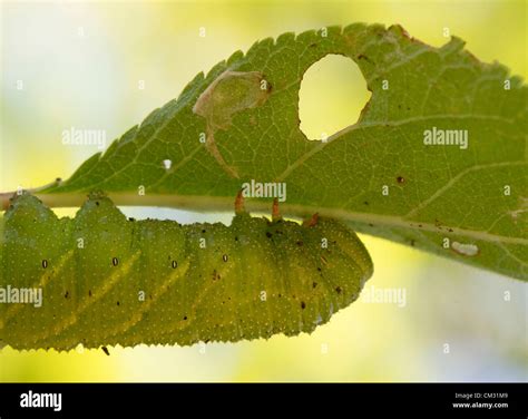 Sept. 23, 2012 - Roseburg, Oregon, U.S - A large sphinx moth caterpillar clings to the leaf of a ...