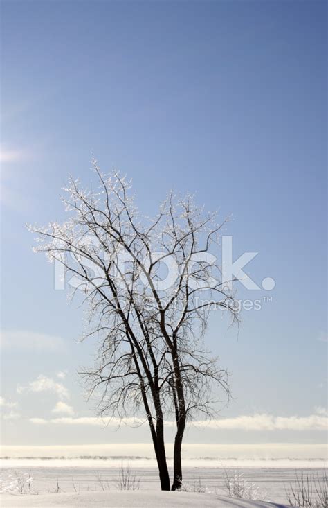 Iced Tree Stock Photo | Royalty-Free | FreeImages